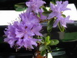 R. moerheim